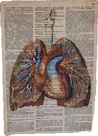 the lungs are depicted on an old book page, and it looks like they have been altered