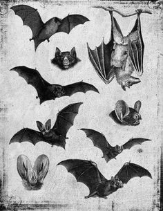 black and white photograph of bats flying in the sky