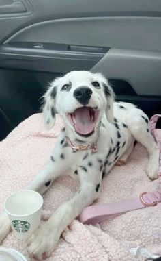 a dalmatian dog laying on top of a blanket in the back seat of a car