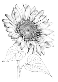 a black and white drawing of a sunflower