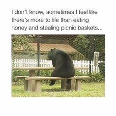 a black bear sitting on top of a wooden bench