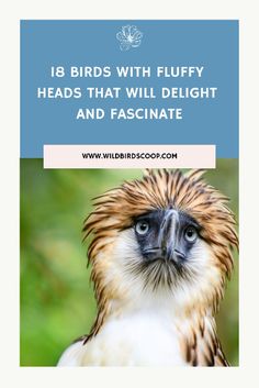 Get ready to melt over the cutest tufted titmice, puffins, and silky flycatchers! Our roundup of adorable fluffy-headed birds will make you want to grab your binoculars. Check out our website for more feathery delight! Dalmatian, Binoculars