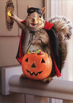 a squirrel dressed as a devil holding a jack o lantern