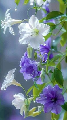 purple and white flowers are hanging from the stems