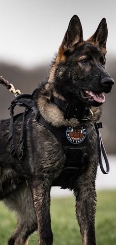 a german shepard standing in the grass with its leash on it's back legs