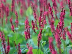 some very pretty purple flowers in the grass