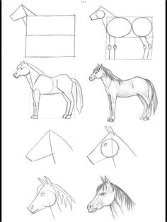 some drawings of horses that are in different positions and shapes, including one horse's head