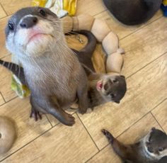 three otters sitting on the floor and one is looking up at something in front of them