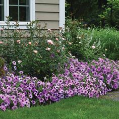 purple flowers line the side of a house