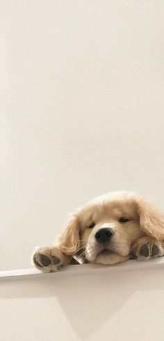 a dog laying down on top of a white wall with his head resting on the edge