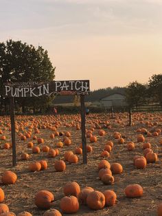 a pumpkin patch with lots of pumpkins in the ground and a sign that says pumpkin patch