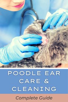 a woman in blue gloves is petting a gray and white cat with the words poodle ear care & cleaning complete guide