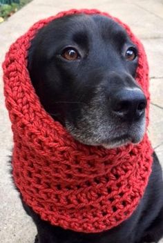 a black dog wearing a red knitted scarf