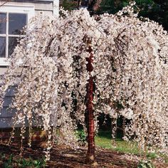 a tree with white flowers in front of a house and a small shed on the other side