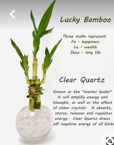 lucky bamboo plant with clear quartz in glass bowl on white background, caption says lucky bamboo