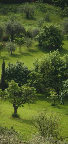 an open field with trees and grass in the foreground