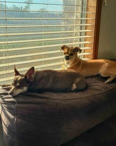 two dogs are sitting on a dog bed in front of the window with blind shades