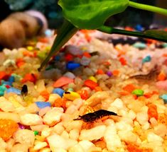 a close up view of some food in a bowl with plants growing out of it