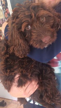 a person holding a brown dog in their arms