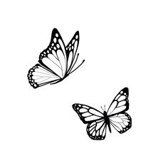 two butterflies flying side by side in the air