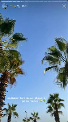 palm trees and blue sky with the words nothing but blue skies