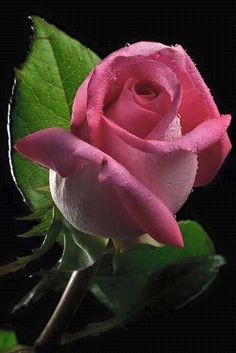 a pink rose with water droplets on it