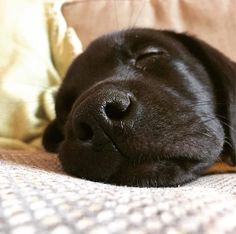 a close up of a dog laying on a couch with its head resting on the pillow