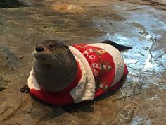 an otter wearing a sweater sitting on the ground