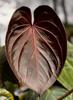 a heart shaped leaf hanging from a tree branch