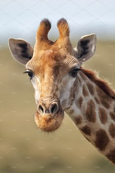 a giraffe is looking at the camera