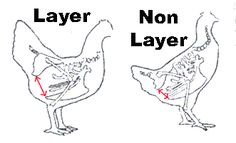 two chickens are shown with the names of their feathers and one is labeled in red