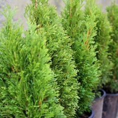 three potted plants with green leaves in them