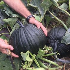 a person holding an object in the middle of a field with other plants and vegetables