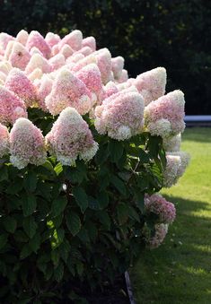 pink and white flowers growing in the grass