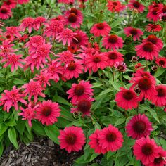 red flowers are blooming in the garden