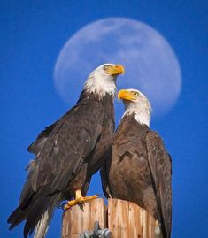 two bald eagles sitting on top of a telephone pole with the moon in the background