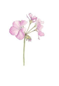 a pink flower is shown on a white background