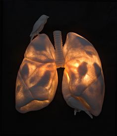 an image of the lungs that have been lit up