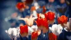 red and white tulips are blooming in the sun