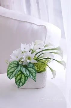 a potted plant with white flowers and green leaves