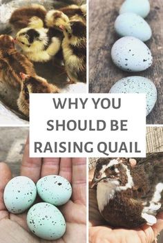 several different pictures with the words, why you should be raising quail