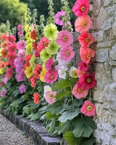 colorful flowers line the side of a stone wall