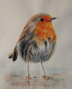 a drawing of a small bird with orange and gray feathers, standing on the ground