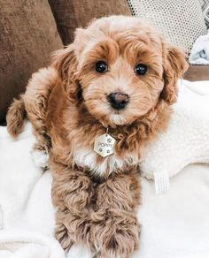 a small brown dog sitting on top of a white blanket