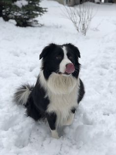 a black and white dog sitting in the snow with its tongue out looking at the camera