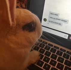 a rabbit is sitting in front of a laptop