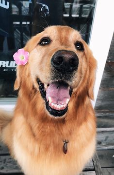 a close up of a dog with a flower on its head and tongue hanging out