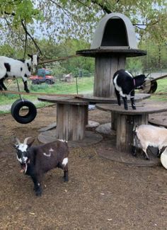 three goats are standing in the dirt near a birdhouse and tree stumps with tire tires on them