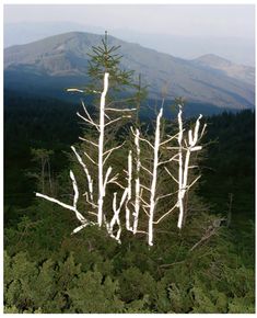 there is a tree that has been cut down in the middle of the forest with mountains in the background