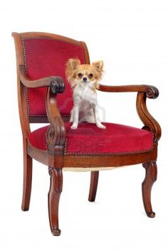 a small dog sitting on top of a wooden chair with red upholstered seat